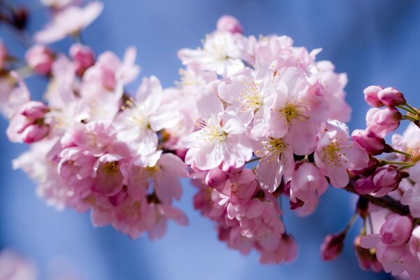 Belle fleur de cerisier de printemps