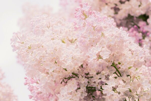 Belle floraison de l arbre au printemps