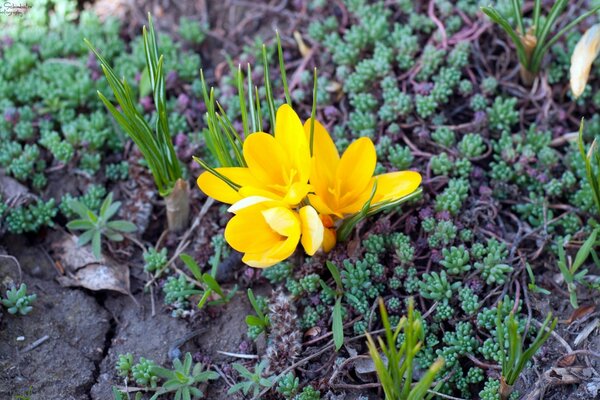 Nature au printemps avec la flore dans le jardin