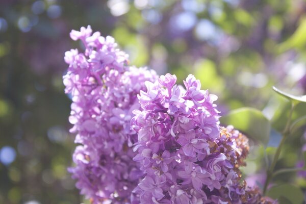 Lindas flores lilás lilás