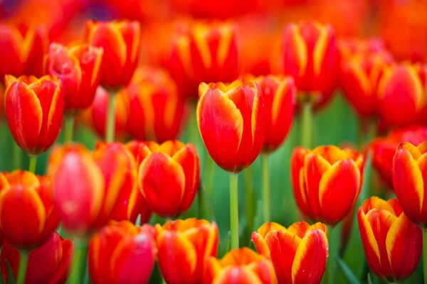 Un champ de tulipes brillantes s est épanoui