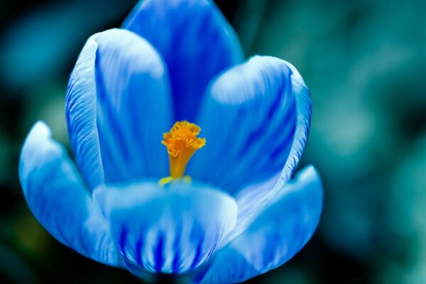 Delicada flor azul