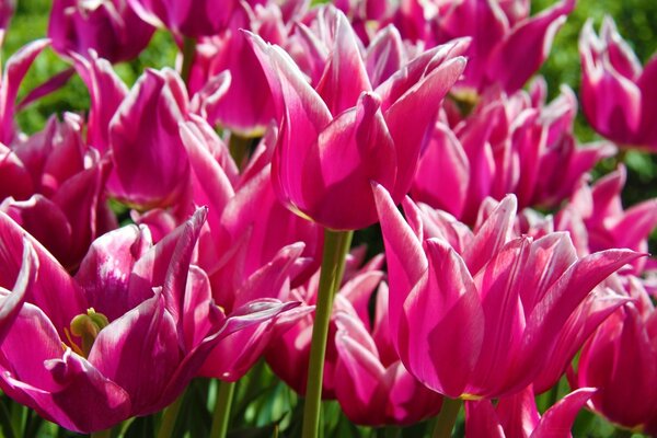 Belas tulipas rosa em um canteiro de flores