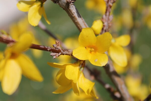 Fiori gialli primaverili su un ramo