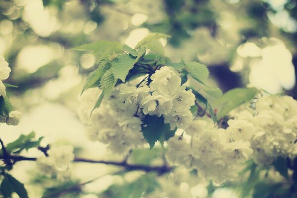 Die Ankunft des Frühlings ist eine schöne Blume