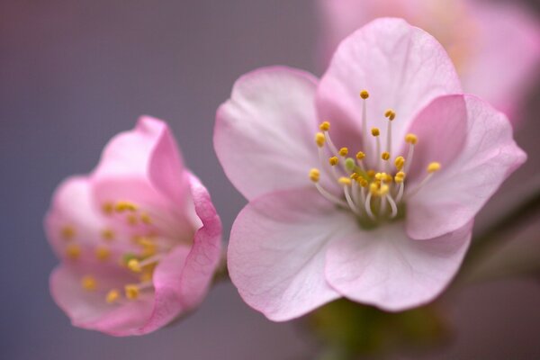 Fleurs de cerisier rose près