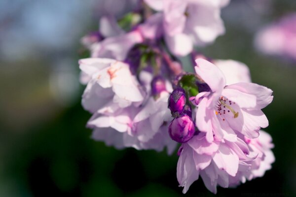 Púrpura flores de primavera macro