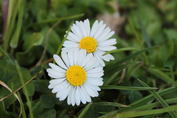 Gänseblümchen sind wie kleine Sonnen auf der Erde