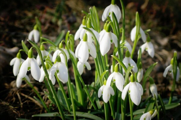 Frühling weiße Schneeglöckchen im Wald