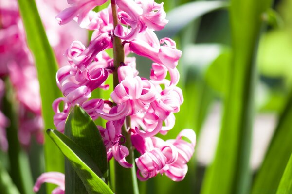 Hermosa flor de primavera rosa