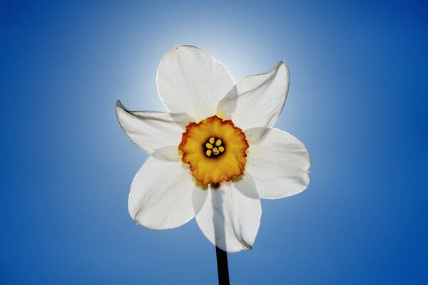 Narcisse délicat sur fond de ciel bleu