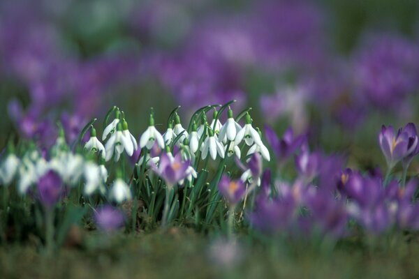 Despertando a natureza com os snowdrops