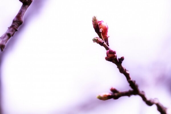 Zweig mit Knospen auf weißem Hintergrund