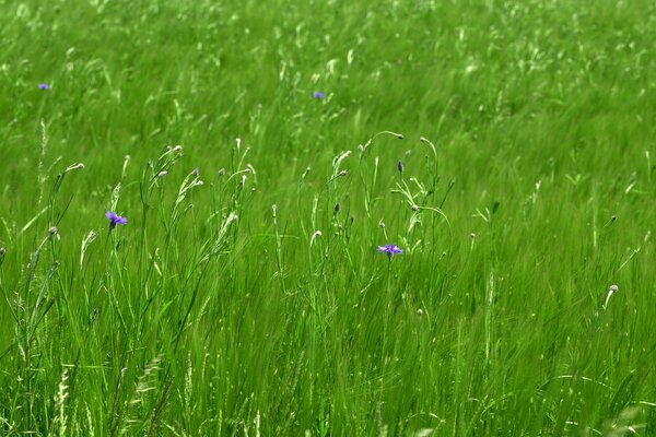 Juicy spring grass in the morning