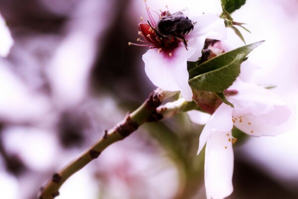 Flores Rosadas en una rama con una abeja