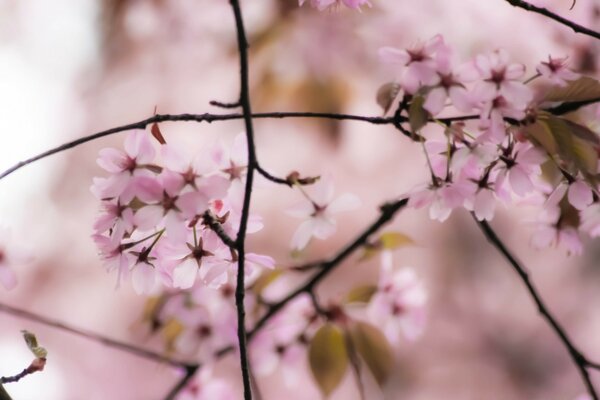 Risveglio della natura - fiori di ciliegio