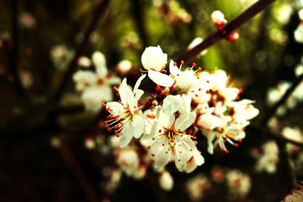 花园树、苹果和樱桃的花