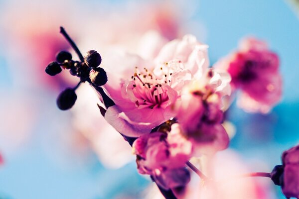 Summer flower on a blurry background