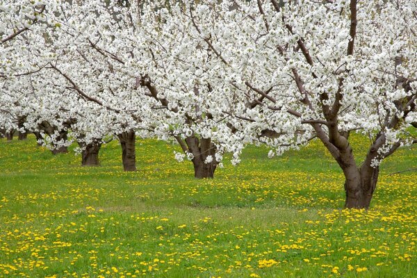 Early spring in the cherry orchard