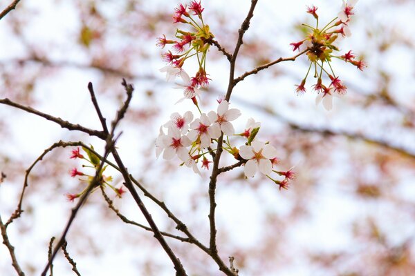 Spring cherry blossoms on a blue sky background