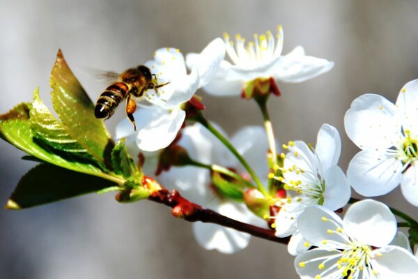 Eine Biene sitzt auf einer Frühlingsblume