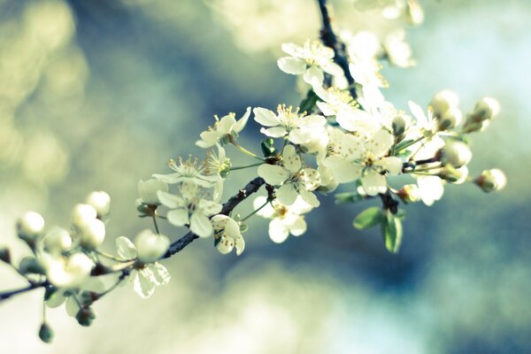 Naturaleza primaveral, árbol en flor