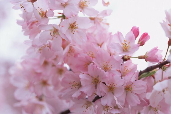 Pink flowering tree branch