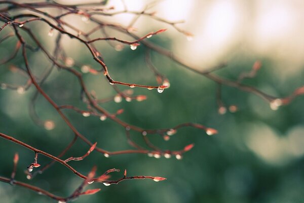 Blühende Knospen von Bäumen nach Regen