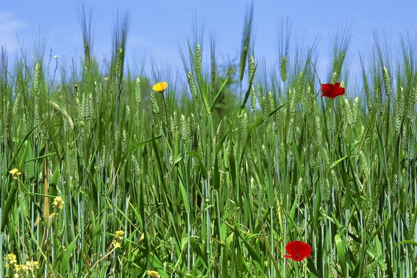 Field grass, haymaking in spring