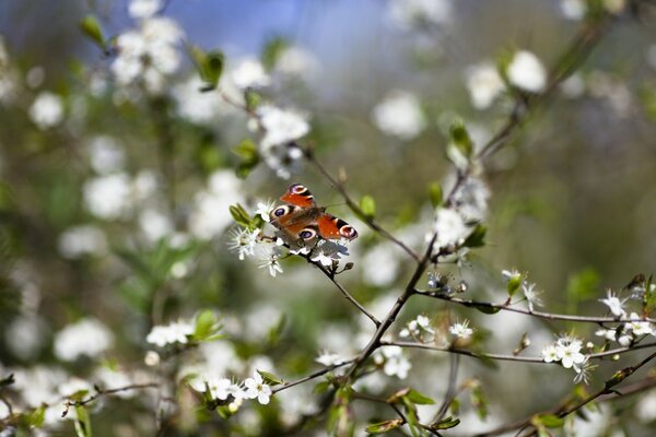 Bombero de mariposa en un árbol en flor