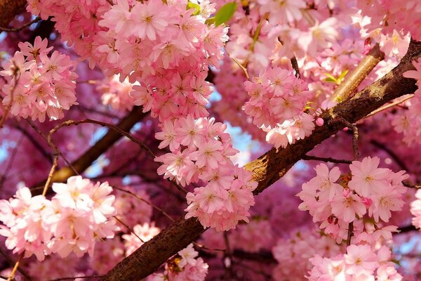 Die Kirsche blüht im Frühling stürmisch