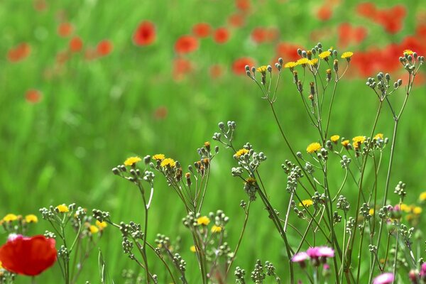 Field in summer