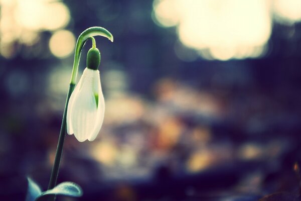 Le réveil du printemps et la floraison de la perce-neige