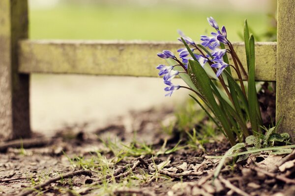 The awakening of spring in all its colors