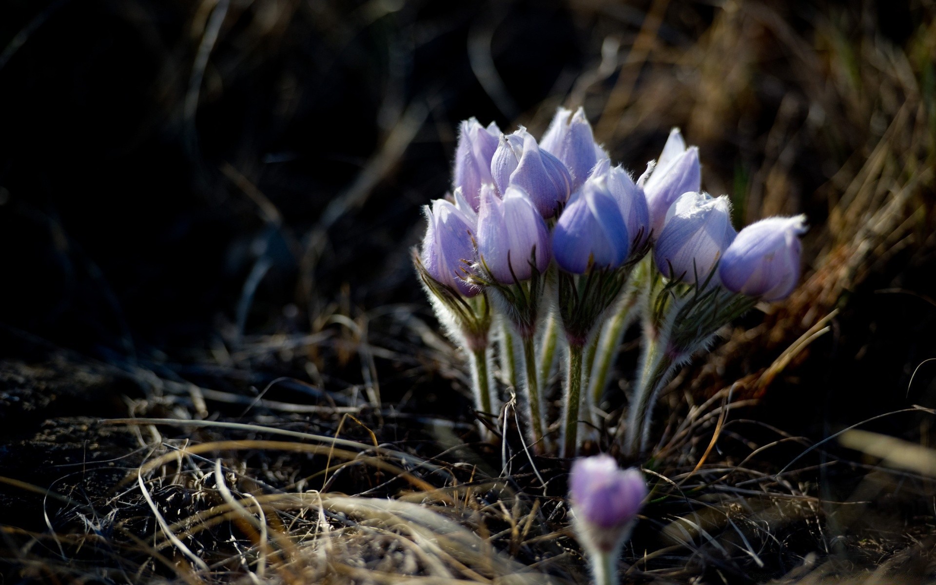 wiosna natura kwiat flora na zewnątrz bluming trawa ogród zbliżenie liść kolor