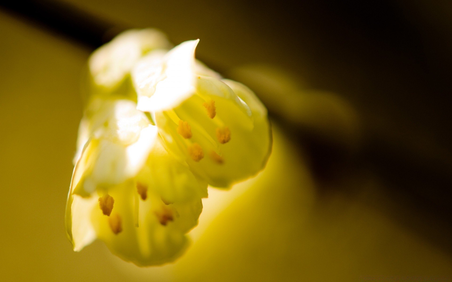 wiosna kwiat natura rozmycie martwa natura jabłko liść monochromatyczny tulipan dof wzrost flora światło