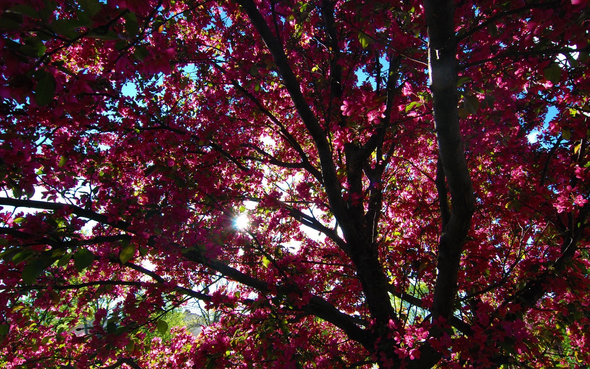 spring leaf tree bright branch nature park season landscape fall fair weather sun environment color flora