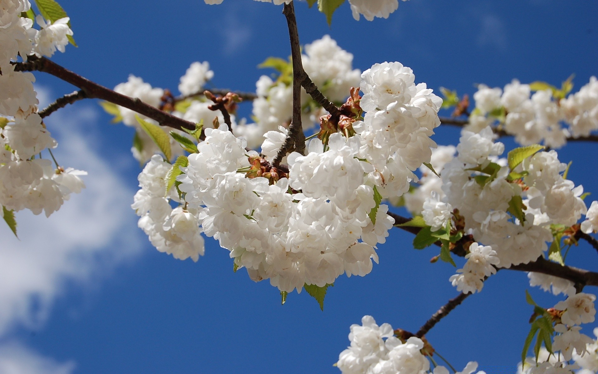 wiosna wiśnia kwiat drzewo natura oddział jabłko liść flora na zewnątrz wzrost sezon kolego plum bluming dobra pogoda