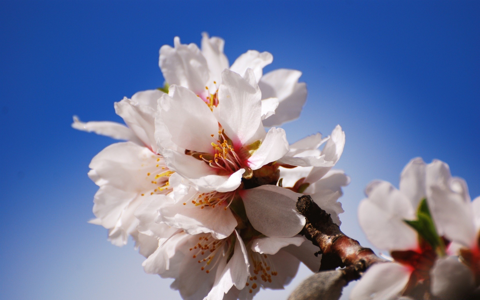 primavera fiore natura ciliegio ramo flora albero foglia compagno crescita all aperto giardino fioritura stagione petalo luminoso pasqua estate sfocatura floreale