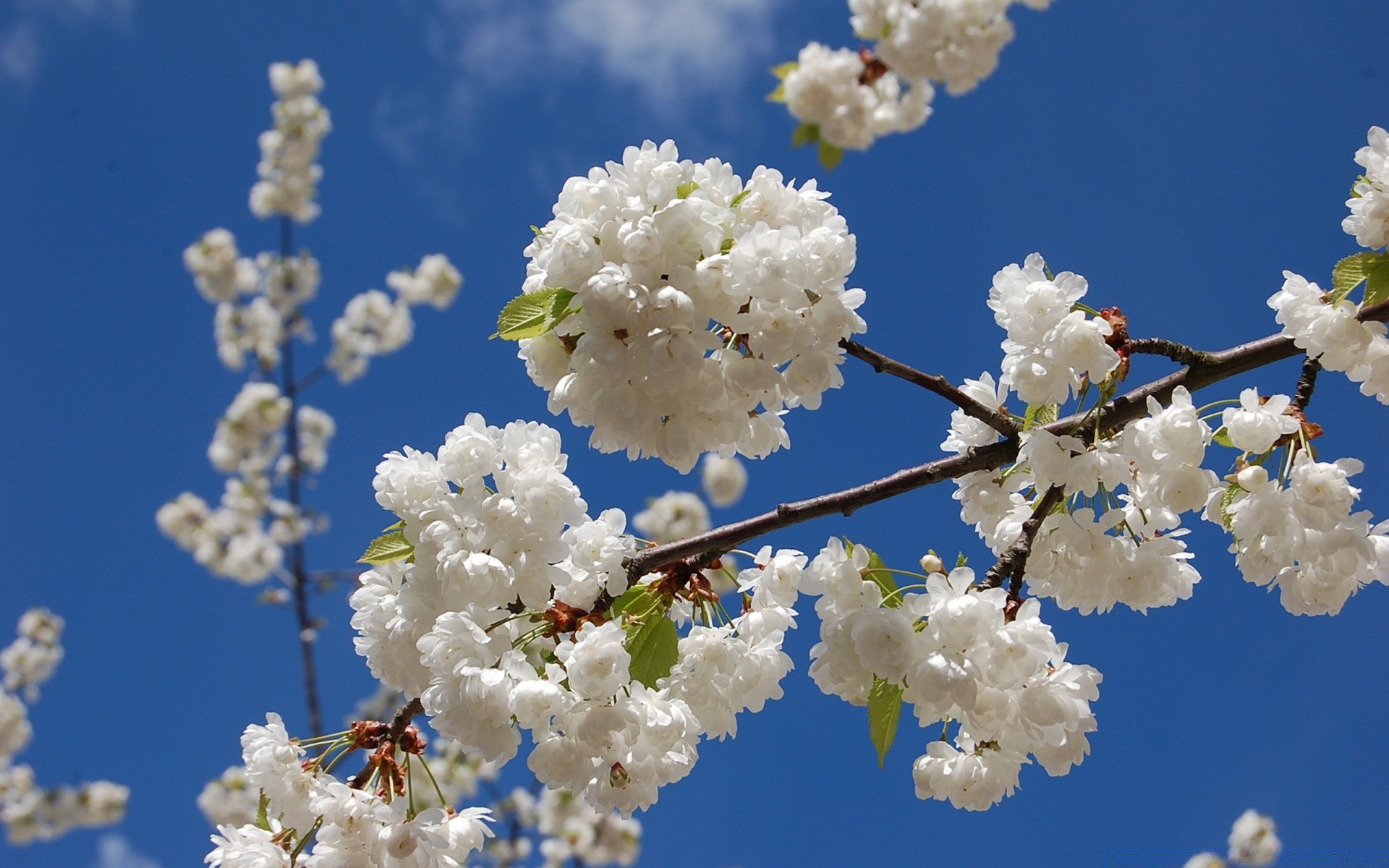 spring flower nature cherry branch season flora tree bud blooming growth leaf bright outdoors petal fair weather apple