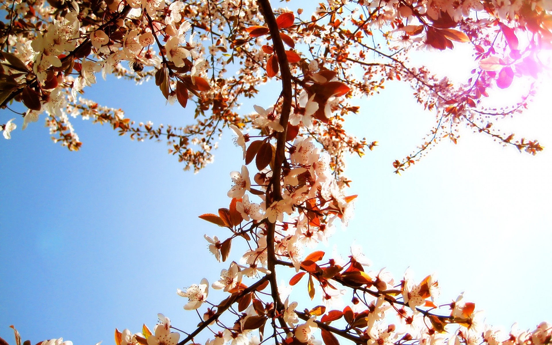 primavera ramo temporada folha árvore cereja natureza brilhante ao ar livre outono bom tempo flora inverno geada close-up céu