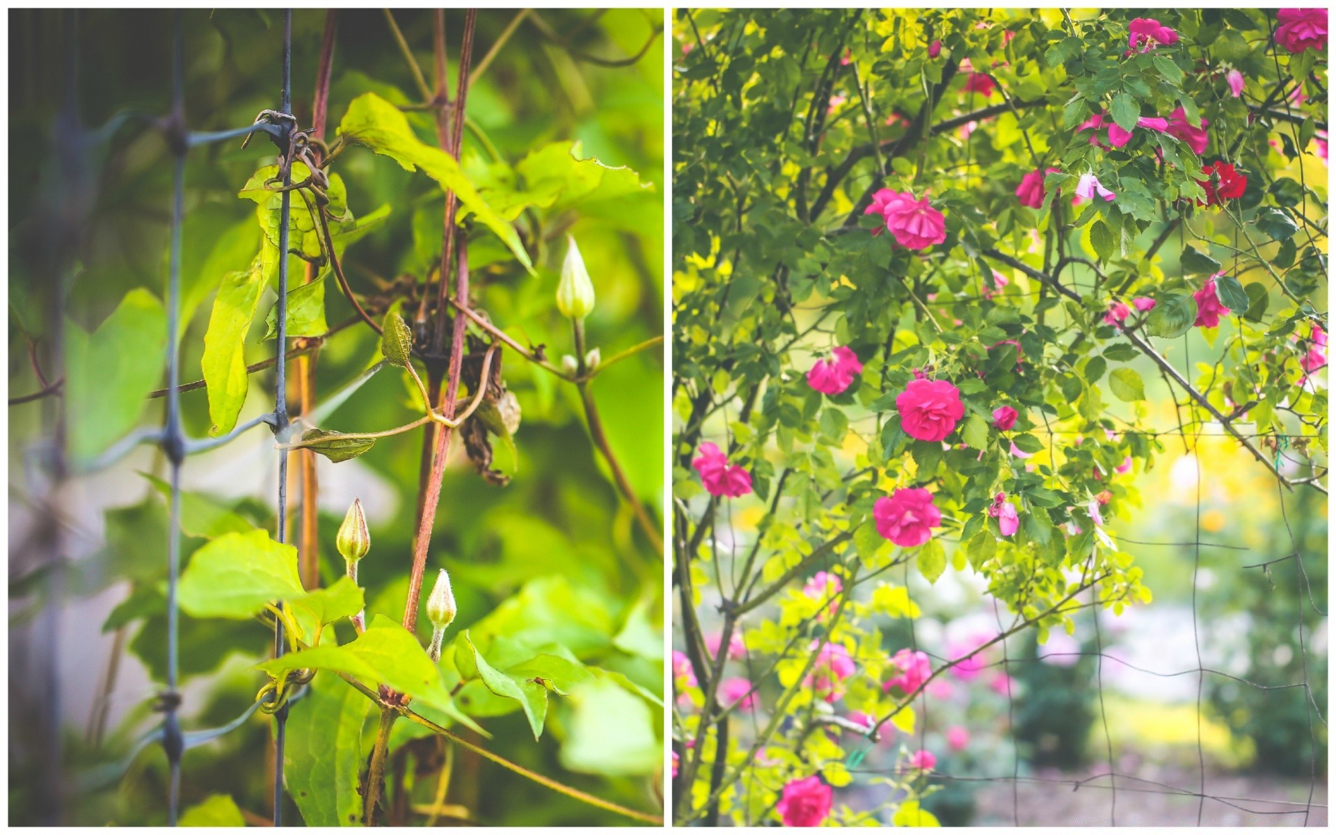 spring flora flower leaf nature garden summer blooming growth color floral close-up branch bright tree outdoors park season fair weather botanical