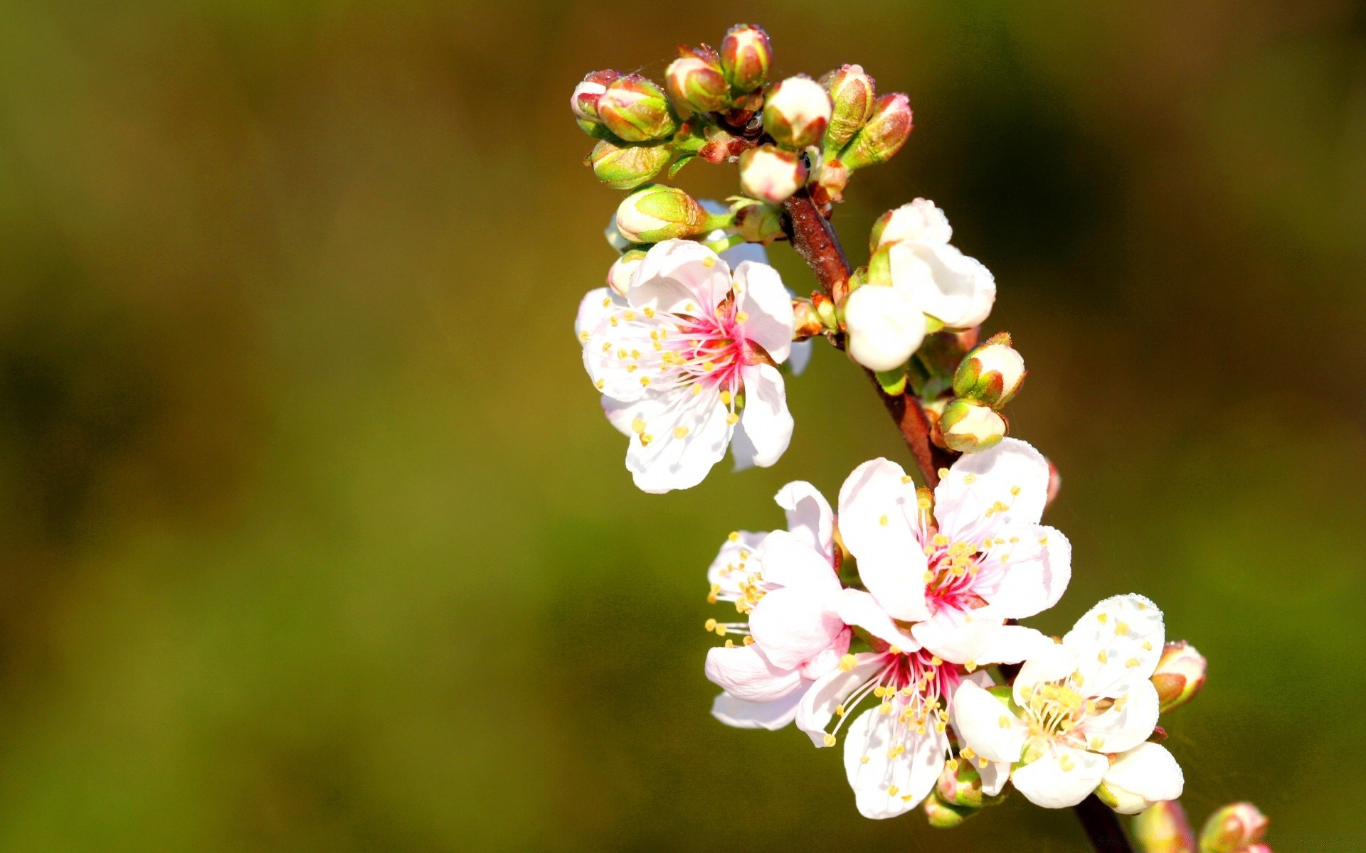 primavera fiore natura ciliegio flora foglia albero crescita mela ramo giardino all aperto petalo compagno fioritura estate floreale luminoso stagione pasqua