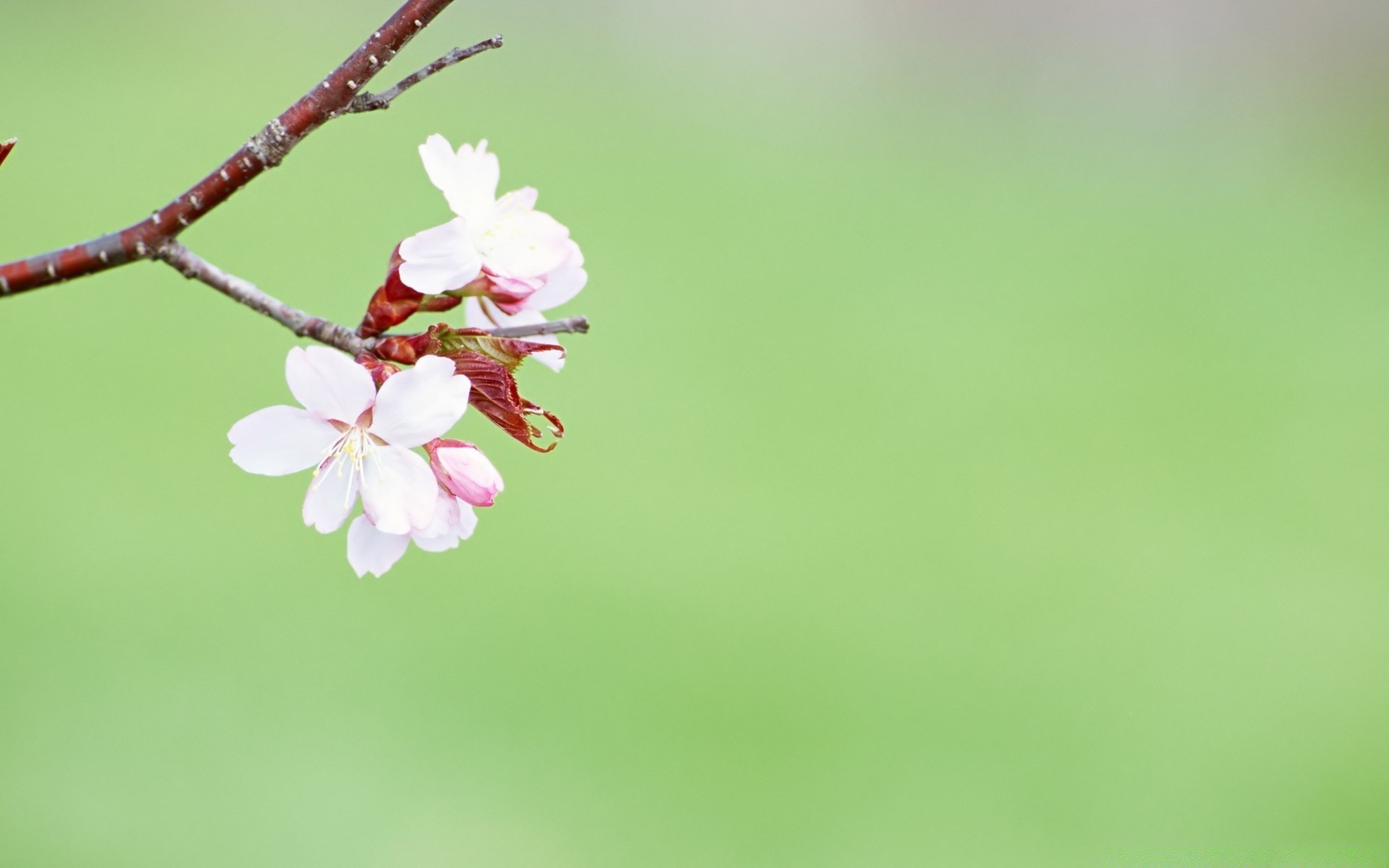 wiosna natura kwiat liść rozmycie flora wzrost lato na zewnątrz jasny ogród delikatny wielkanoc