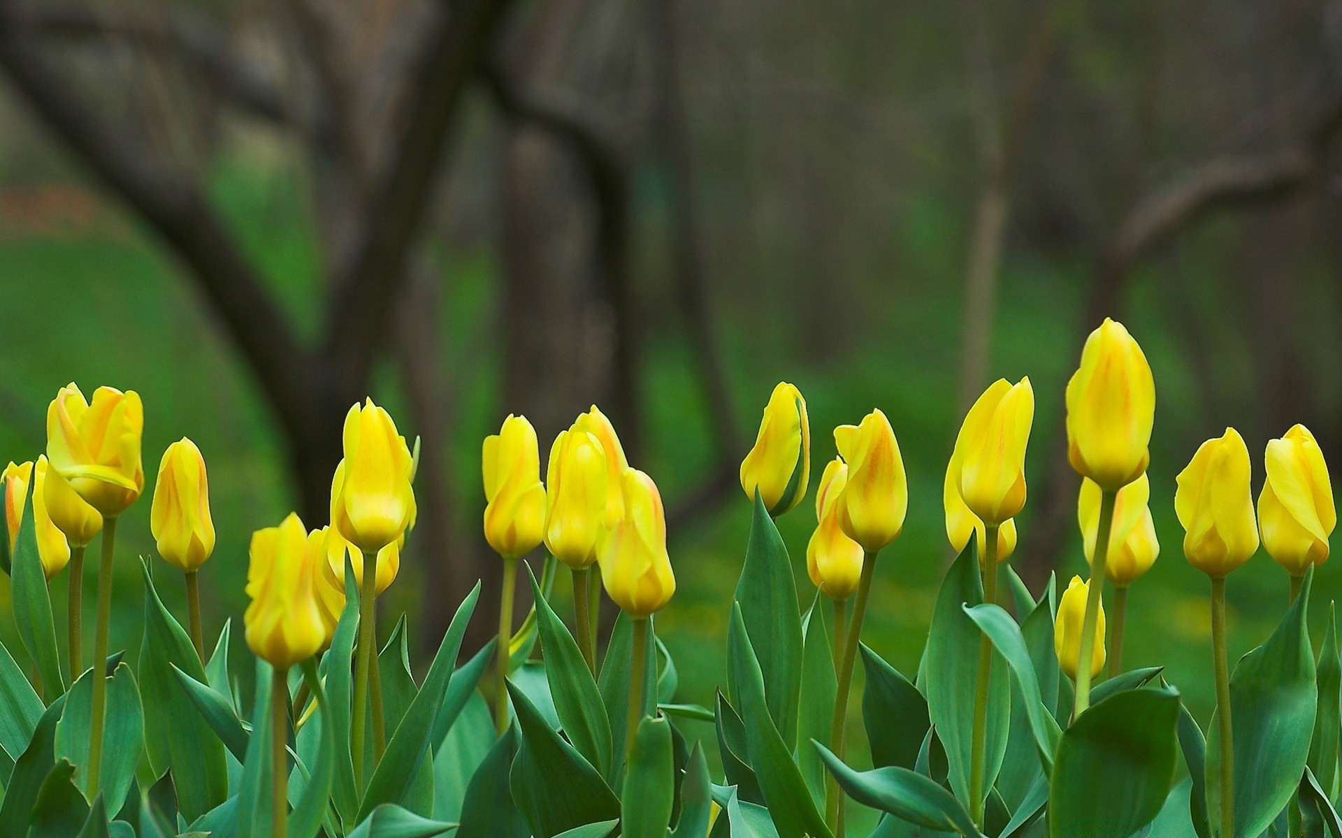 spring nature leaf flora flower tulip floral garden easter bright season petal summer color growth blooming grass fair weather field outdoors