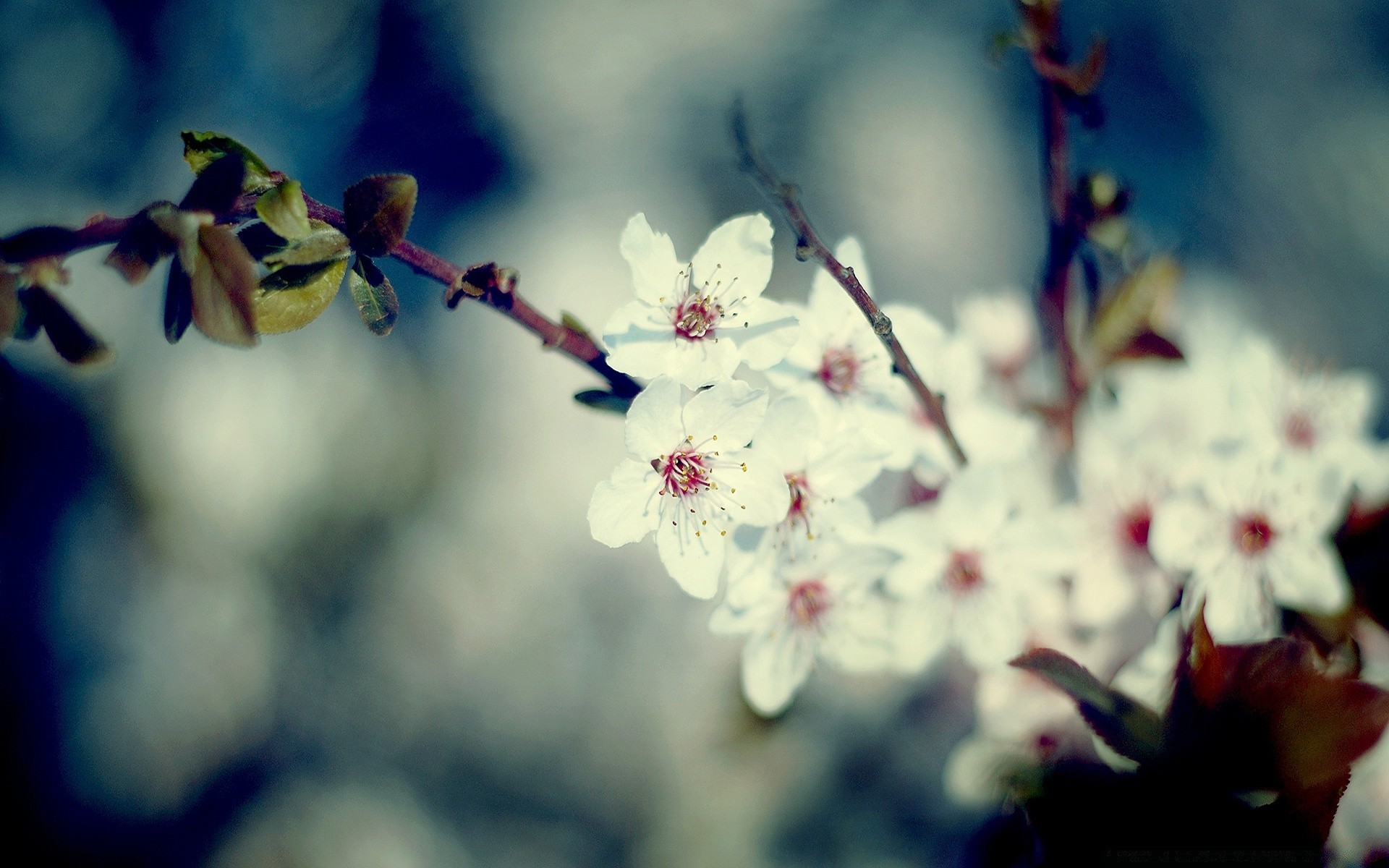 primavera fiore mela ciliegia sfocatura natura dop albero flora foglia ramo giardino compagno crescita prugna petalo