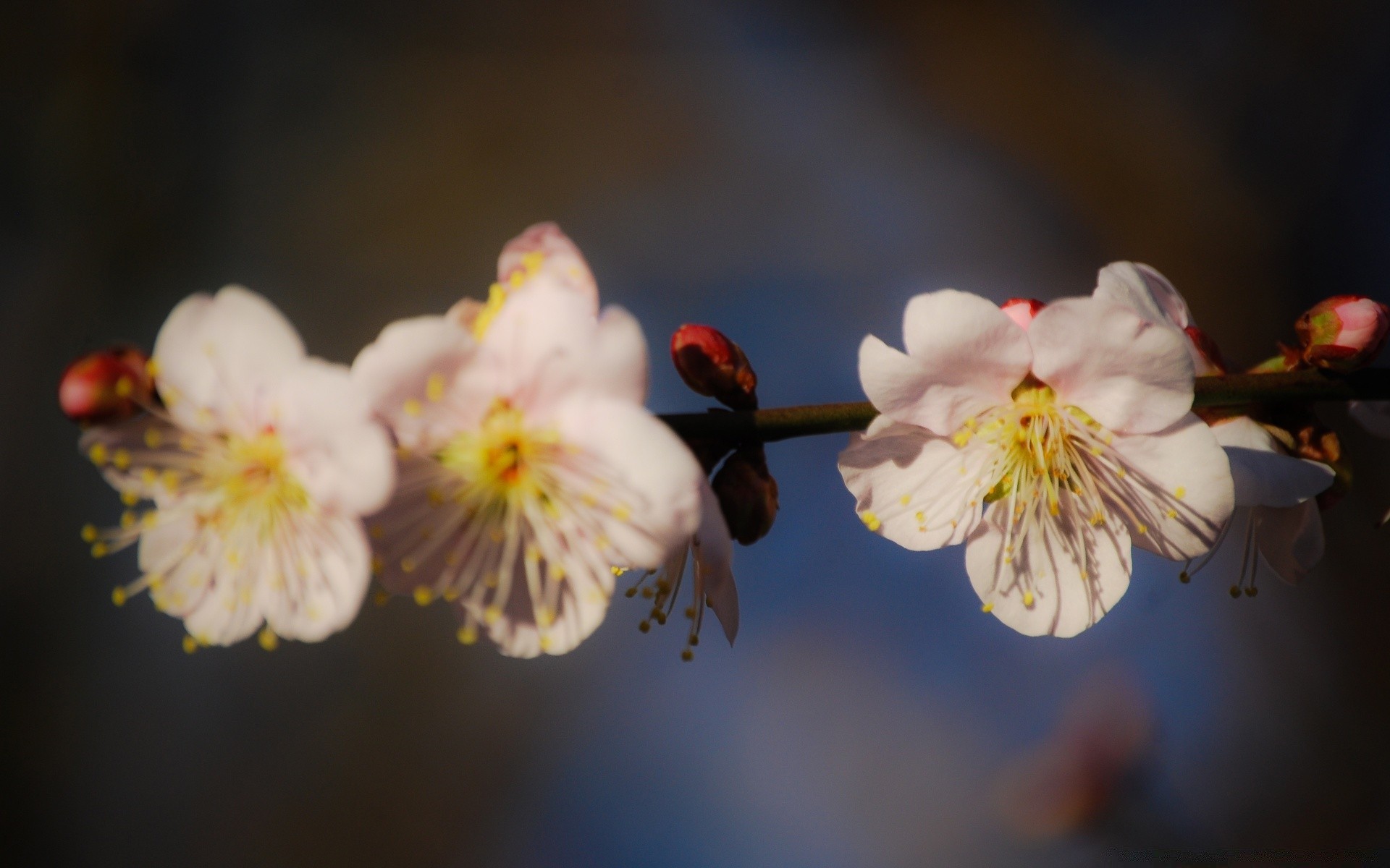 frühling blume apfel kirsche pflaume zweig natur kumpel flora blütenblatt baum blühen garten zart aprikose pollen farbe blatt insekt wachstum