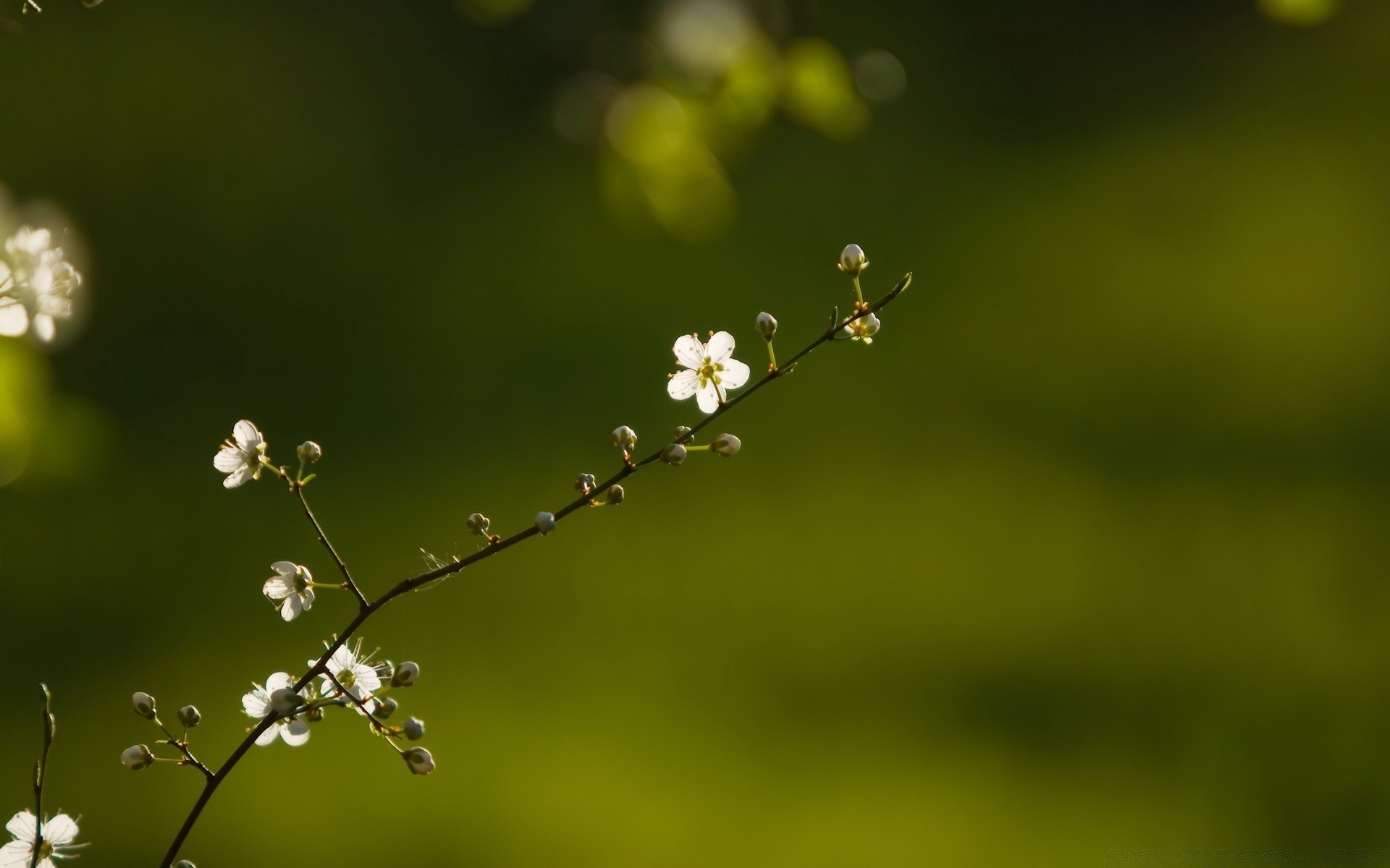 wiosna natura liść kwiat rozmycie flora dof trawa lato wzrost ogród