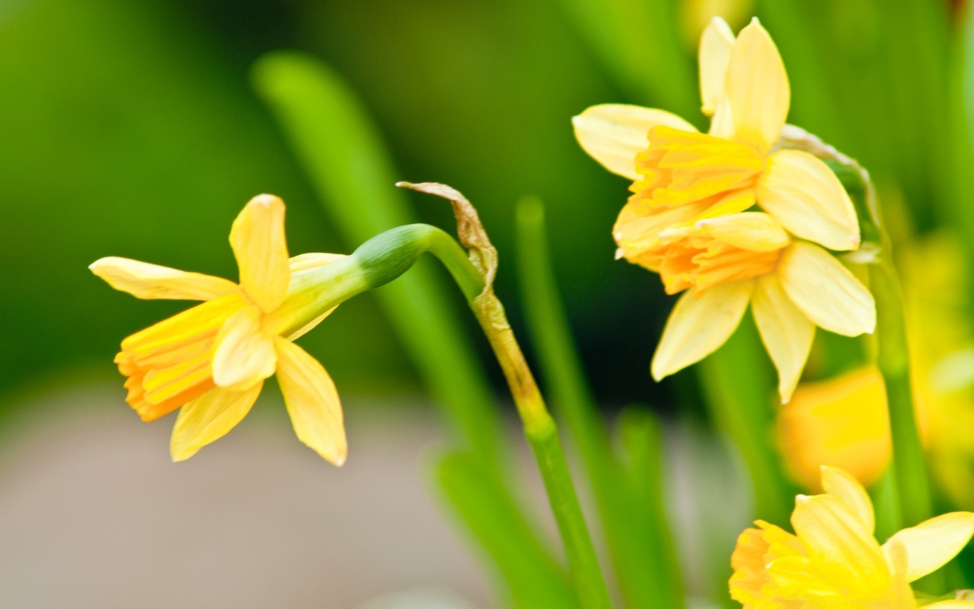 spring nature flower daffodil easter narcissus flora leaf bright petal floral summer blur growth blooming season garden beautiful