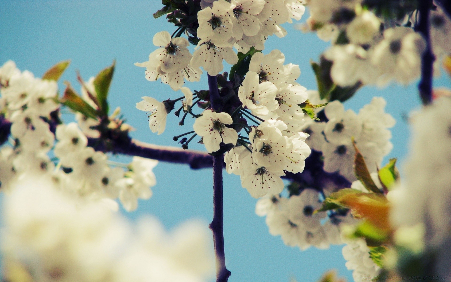 spring flower nature tree flora branch garden cherry leaf floral color season blur blooming growth summer petal beautiful outdoors close-up